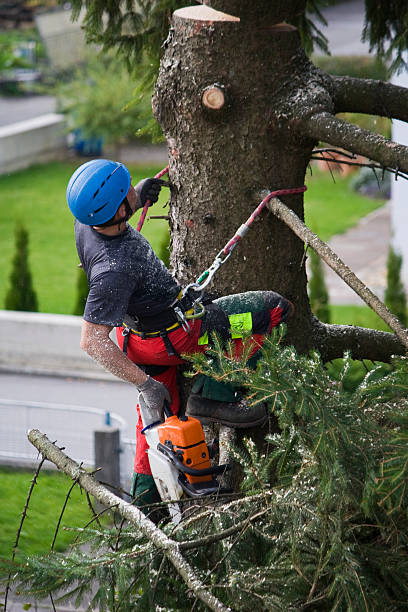 Best Hedge Trimming  in Sloatsburg, NY